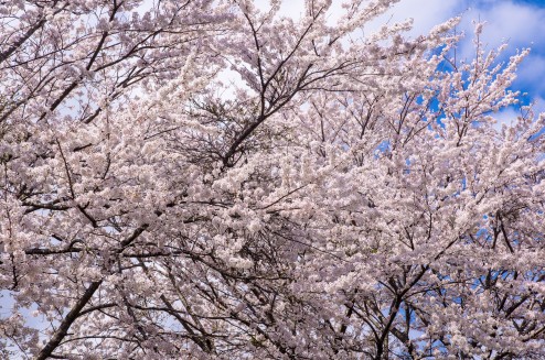 桜の季節はその花のすごさに圧倒される