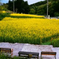 飯山の菜の花祭り