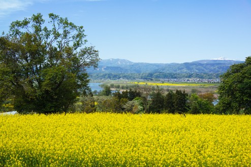 飯山の菜の花祭り