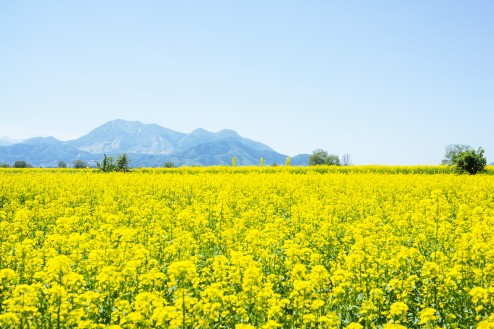 飯山の菜の花祭り