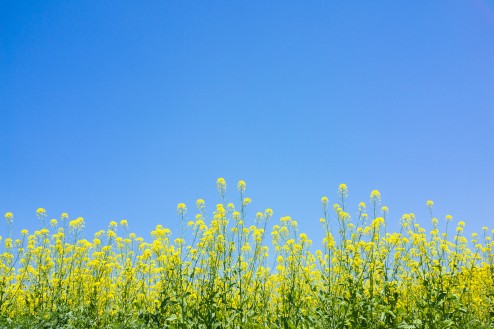 飯山の菜の花祭り