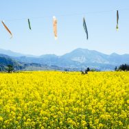 飯山の菜の花祭り