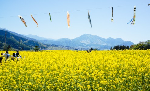 飯山の菜の花祭り