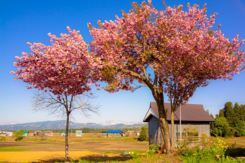 龍ヶ窪の近くでみかけた山桜