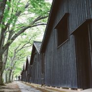 裏側は有名なケヤキ並木