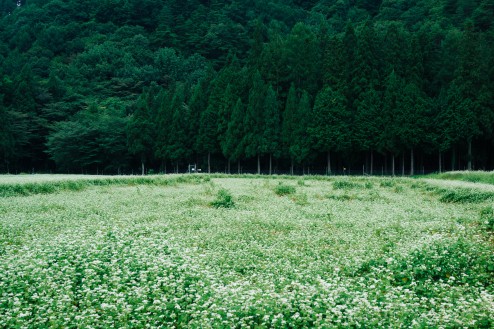 安曇野でみかけた蕎麦畑