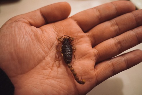 案外小さい、川エビみたいなもんだな。