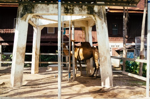 どうしてここにラクダが・・