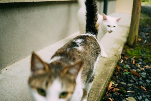 そしてあちこちに猫、どいつも人当たりがよくてかわいい