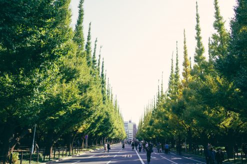 外苑の銀杏並木はまだ緑